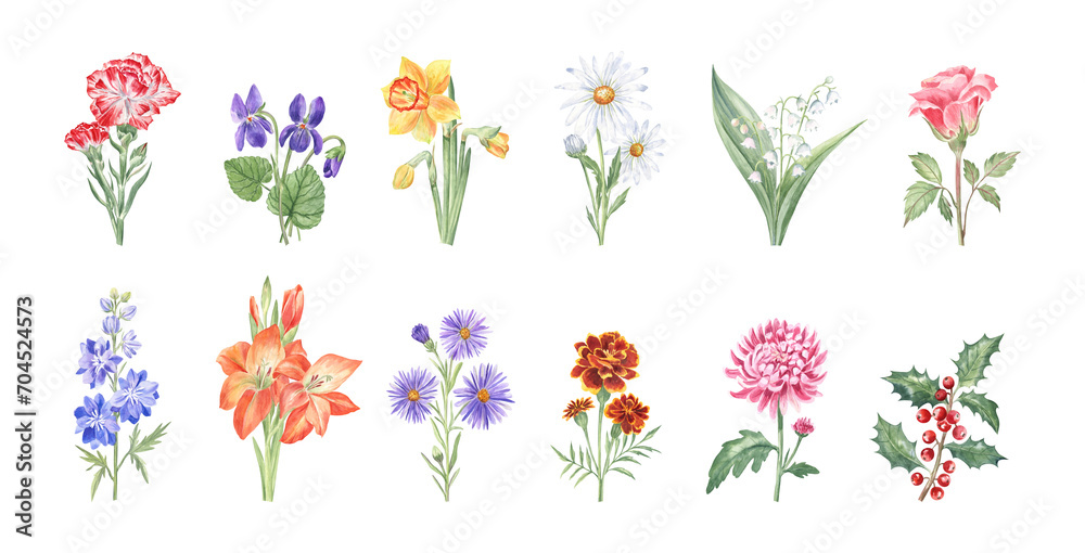 Watercolor illustrations of the birth month flowers - set of 12 drawings - carnation, violet, daffodil, daisy, lily of the valley, rose, larkspur, gladiolus, aster, marigold, chrysanthemum, holly - obrazy, fototapety, plakaty 