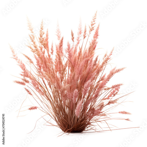 Bush of blooming ornamental grass isolated on white background. Isolated on transparent background. AI generated.