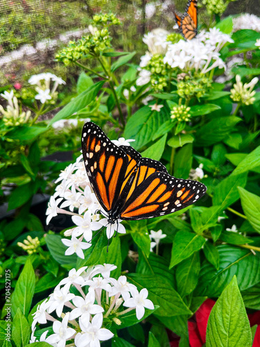 Canvas Print butterfly on flower