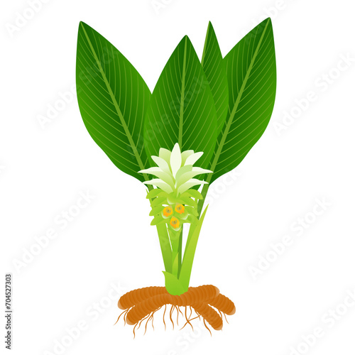 Turmeric plant with rhizome and flowers on a white background.