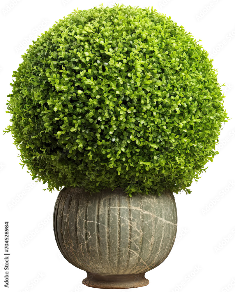 Sphere topiary on pot illustration PNG element cut out transparent isolated on white background ,PNG file ,artwork graphic design. - obrazy, fototapety, plakaty 