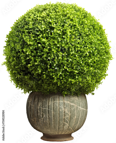 Sphere topiary on pot illustration PNG element cut out transparent isolated on white background ,PNG file ,artwork graphic design. photo