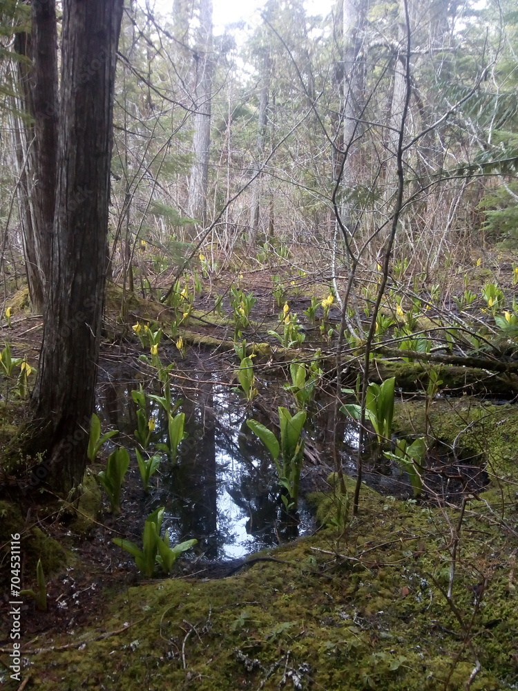 Das Frühlingserwachen im Wald Das Frühlingserwachen im Wald