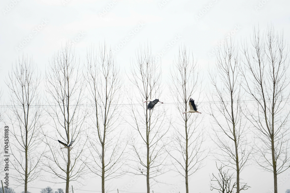 Obraz premium storks free in the sky