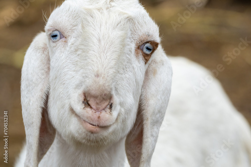 The Beetal goat is a breed from the Punjab region of India and Pakistan is used for milk and meat production. It is similar to the Jamnapari goat and the Malabari goat. photo