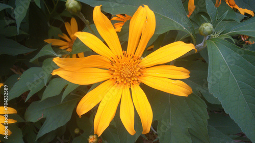 Close up Wild sunfloClose-Up of Wild Sunflower (Helianthus tuberosus) in Radiant Yellow Splendor, a Member of the Asteraceae the Daisy Familywer