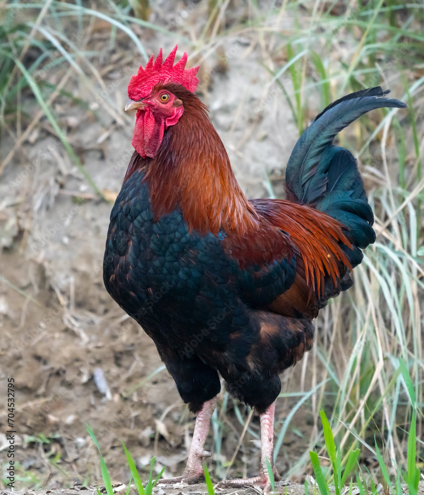 Rooster and cock are terms for adult male birds, and a younger male may be called a cockerel.An adult female bird is called a hen, and a sexually immature female is called a pullet.