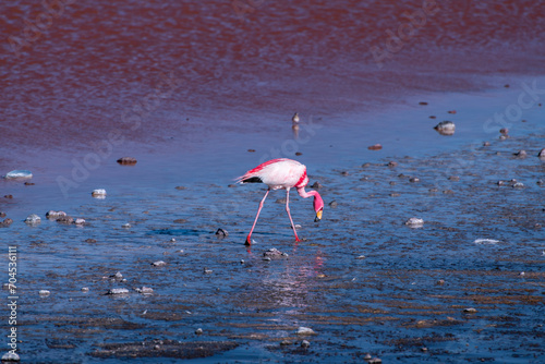 Wild fauna in the red lagoon in the bolivian altiplano © David
