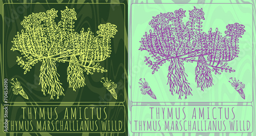 Vector drawings THYMUS AMICTUS. Hand drawn illustration. Latin name THYMUS MARSCHALLIANUS WILLD.
 photo