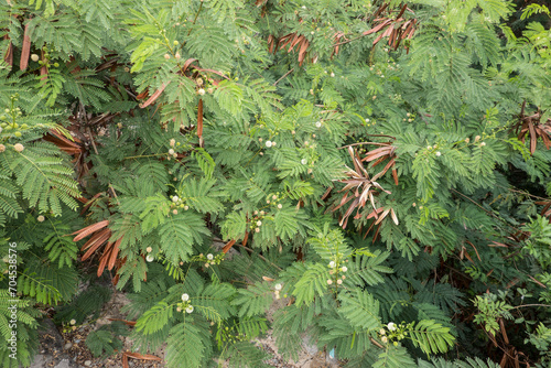 Weisskopf-Mimose,Wilde Tamarinde (Leucaena leucocephala) photo