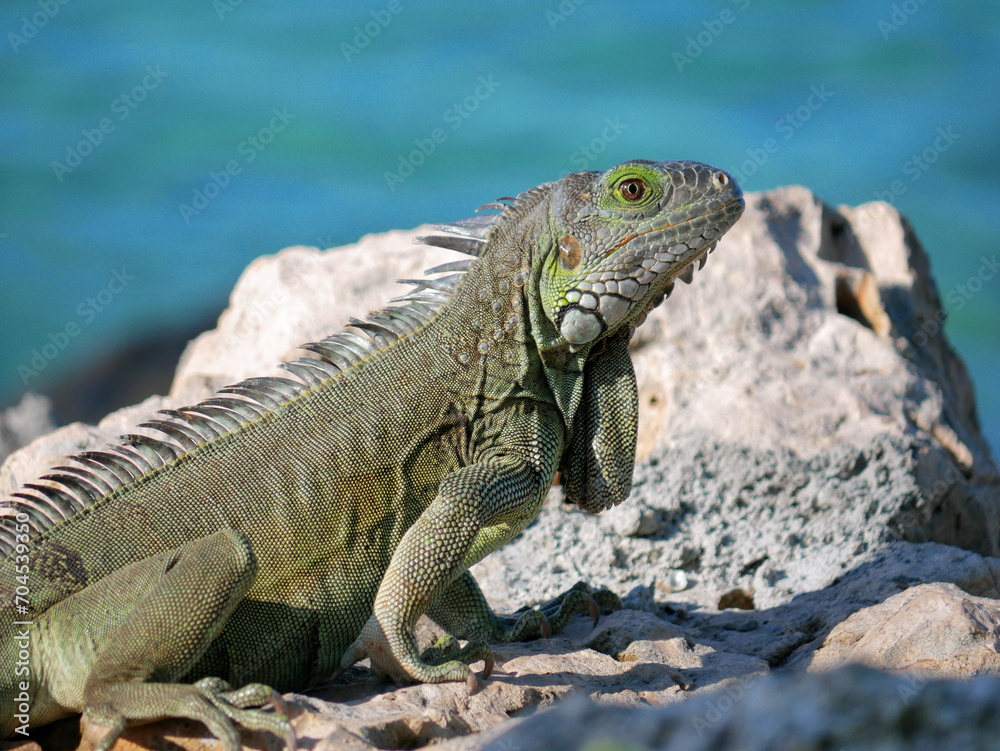 Obraz premium Iguana on the rock beach.