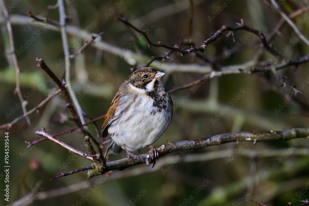 Male Reed bunting, Emberiza schoeniclus, perched on a bush twig Male Reed bunting, Emberiza schoeniclus, perched on a bush twig