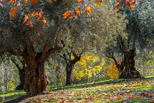 Field with centuries-old olive trees in Spain photo
