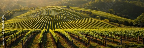 Vineyard rows with ripe grapes under morning sunlight in Napa Valley, USA. Wine production region. Tuscany landscape, Italy. Green grape vines. Summer or spring viticulture scene