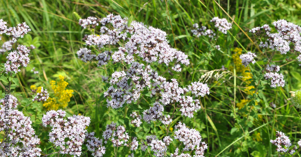 Summer flowering Origanum vulgare Summer flowering Origanum vulgare