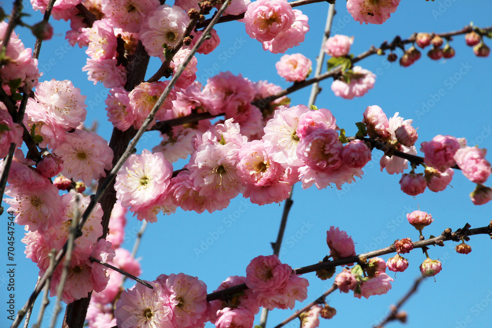 The ornamental plant three-lobed almond (Prunus triloba) is blooming in the garden The ornamental plant three-lobed almond (Prunus triloba) is blooming in the garden