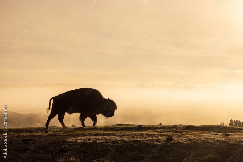 Fototapeta premium Bison Silhouetted at Sunrise in Yellowstone National Park