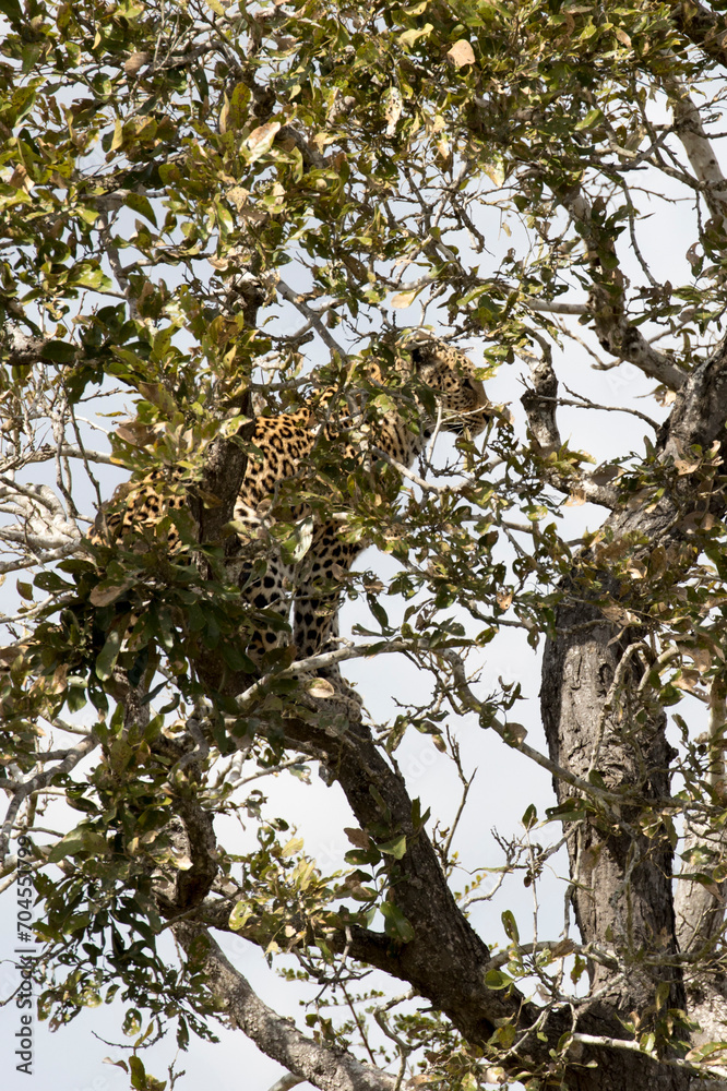 Photo of leopard on a tree in park