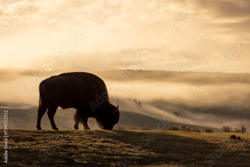 Bison Silhouetted at Sunrise in Yellowstone National Park photo