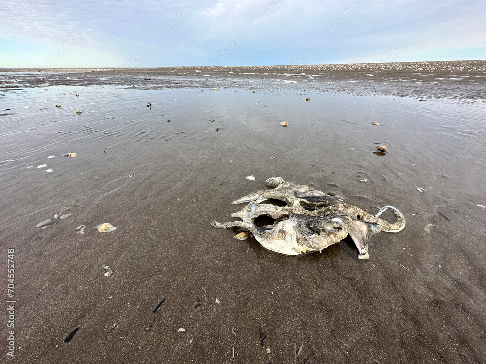 Beach near the national park Campos del Tuyú. Environmental around San Clemente in Argentina. Beach near the national park Campos del Tuyú. Environmental around San Clemente in Argentina.