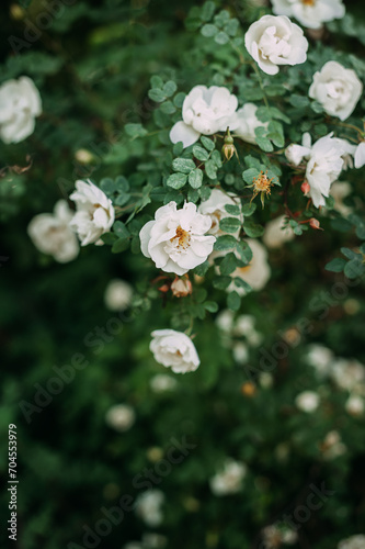 The image is a bush with white flowers. 5005 © alenazamotaeva