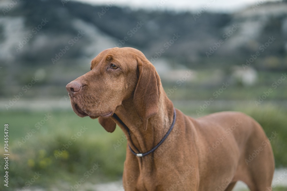 the brown dog is looking at something and it's head the brown dog is looking at something and it's head