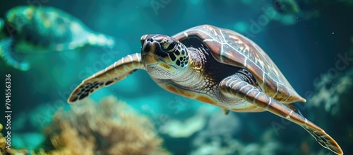 Green sea turtle in its natural habitat at Bonaire Marine Park  swimming wildly.