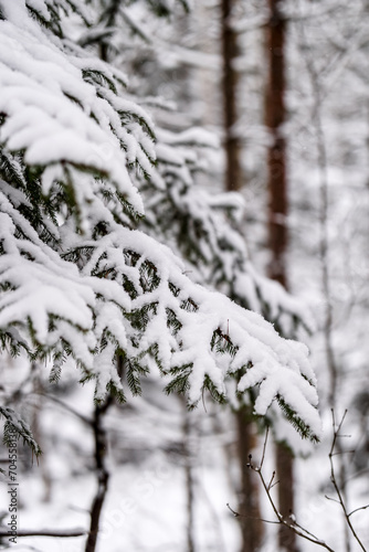spruce branches covered with snow in winter forest. shallow depth of field