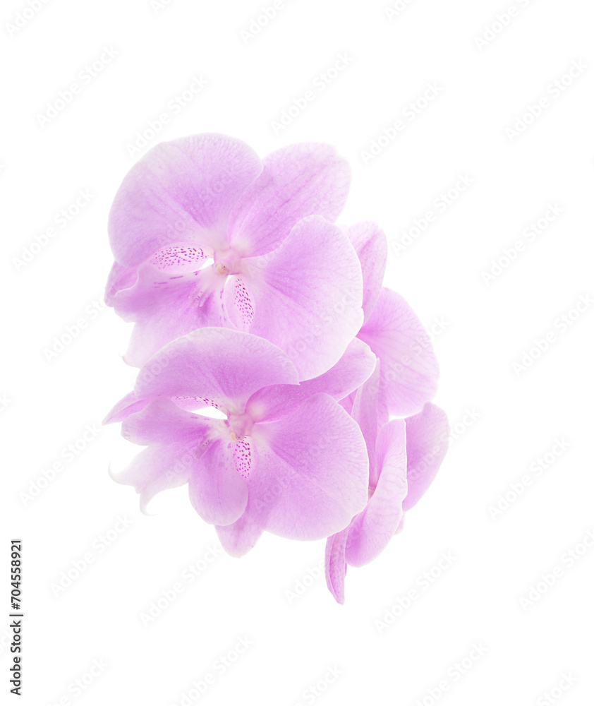 Purple beautiful orchid.