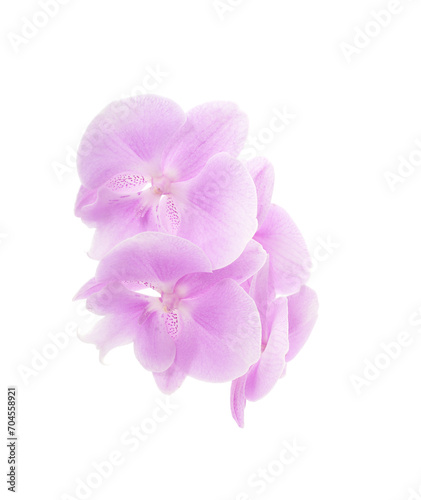 Purple beautiful orchid.