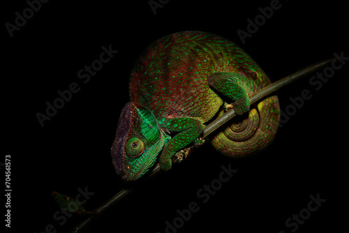 Chameleon in the night, Calumma oshaughnessyi, O'Shaughnessy's chameleon lizard in Chamaeleonidae, endemic to Madagascar, closely related to Parson's chameleon (Calumma parsonii)