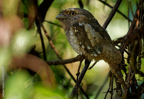 Sri Lanka or Sri Lankan or Ceylon Frogmouth - Batrachostomus moniliger night bird found in India and Sri Lanka, Related to the nightjars, gray and brown bird on the branch in the bush of Sinharaja photo