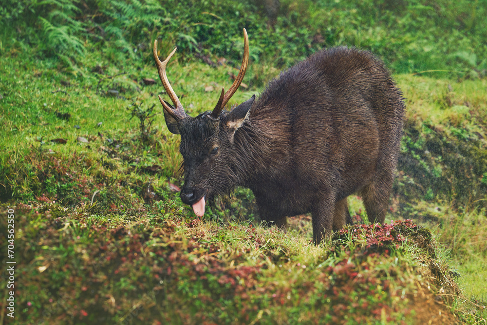 Indian Sri Lankan sambar - Rusa unicolor in the heavy rain, lives in India and Sri Lanka, also Elk Plain, large deer native to the Indian subcontinent, South China and Southeast Asia. Indian Sri Lankan sambar - Rusa unicolor in the heavy rain, lives in India and Sri Lanka, also Elk Plain, large deer native to the Indian subcontinent, South China and Southeast Asia.