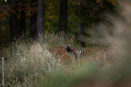 Fallow deer during rutting time. Male of deer in the wood. Brown deer with white spots.