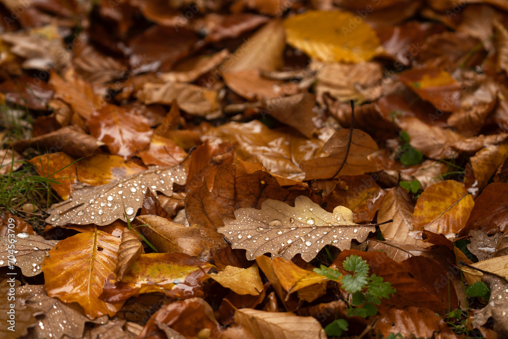 Fototapeta premium Forest during autumn season. Nature in Europe. Colorful nature during fall