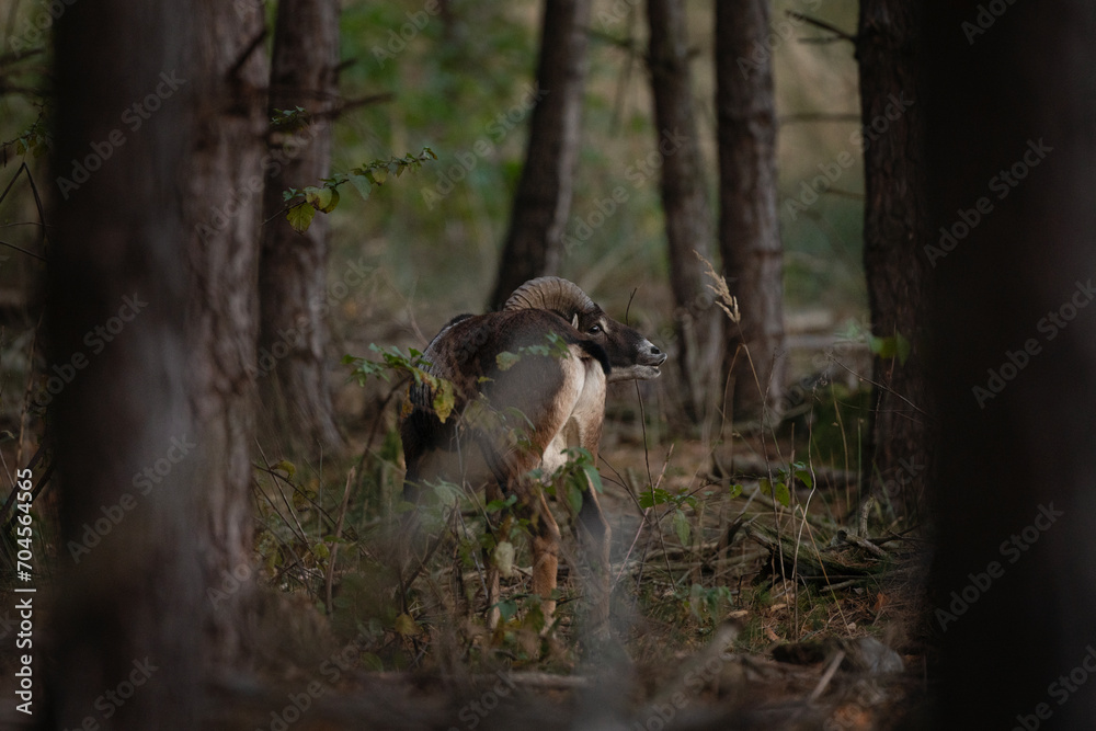 Fototapeta premium Mouflon during rutting time. Herd of mouflons in the forest. Brown sheep with bent horns.