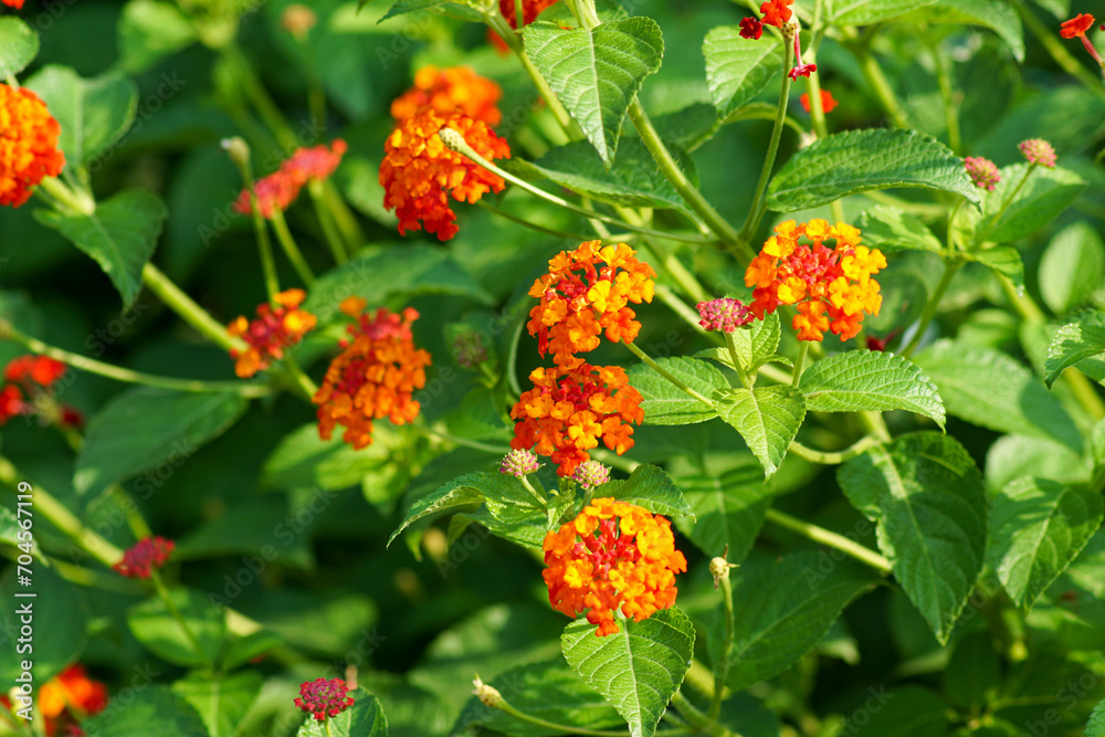 Lantana flowers to decorate the garden in front of the house Lantana flowers to decorate the garden in front of the house