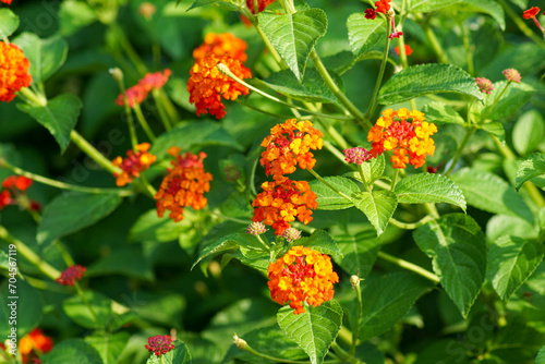 Cuadro en lienzo Lantana flowers to decorate the garden in front of the house