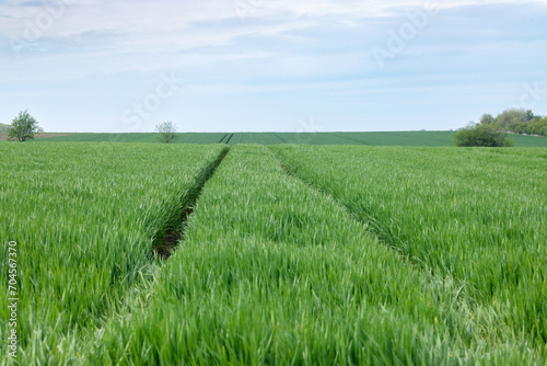 a field sown with cereals in the growing stage. The passages are narrow to the horizon. Copy space