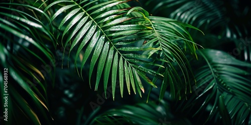 Intimate natural scenery of verdant foliage and palm trees  flat lay dim natural theme exotic foliage.