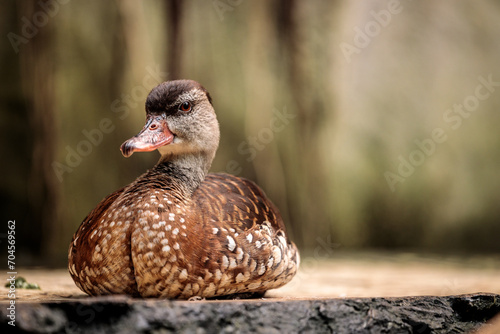 Valokuva Spotted whistling duck at Cologne Zoo