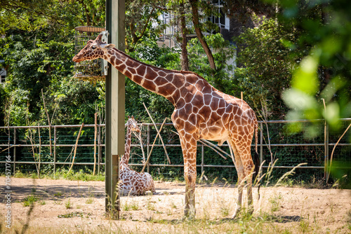 Photography Giraffe in the Cologne Zoo