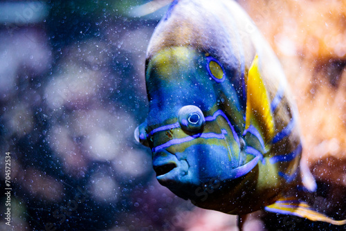 Fish in aquarium at Cologne Zoo