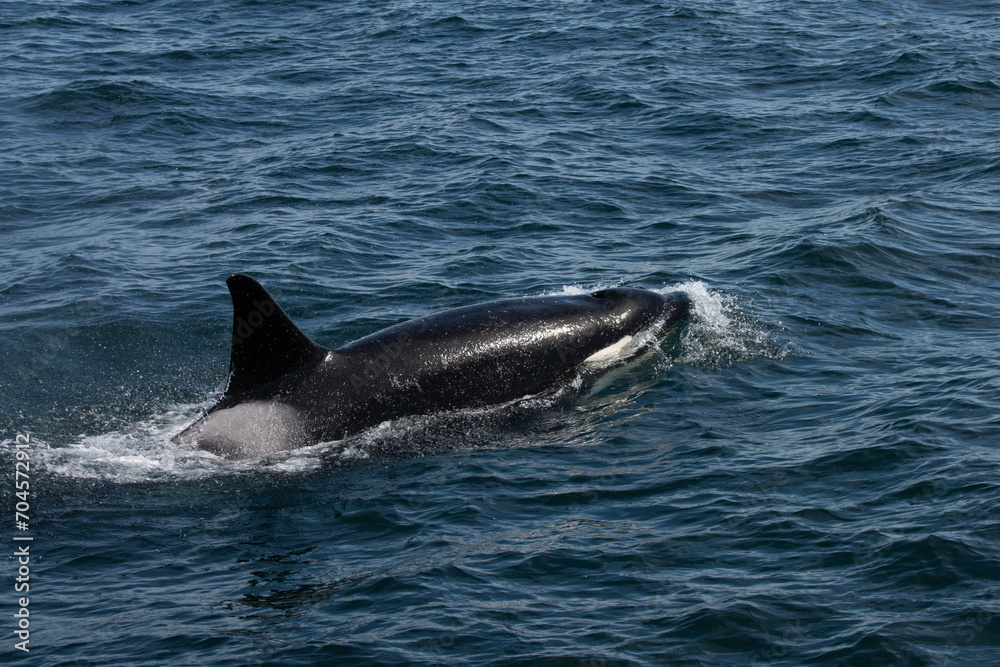 Fototapeta premium Orca