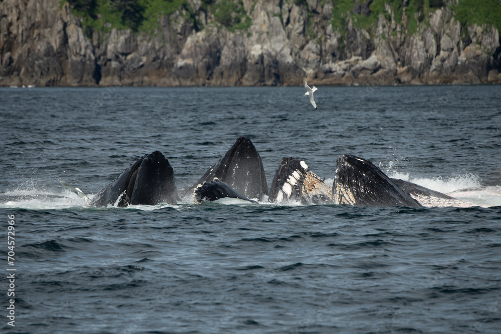 Fototapeta premium Whale