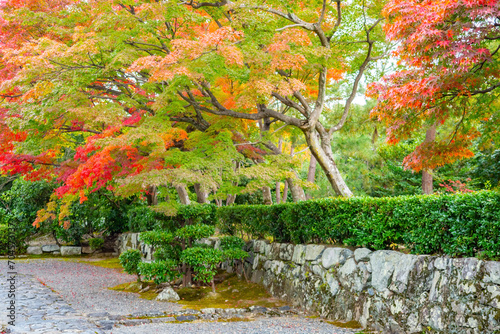 Autumn landscape in Japan. Japanese pine tree near kinkakuji temple. Colorful trees around pond. Picturesque Japanese landscape. photo