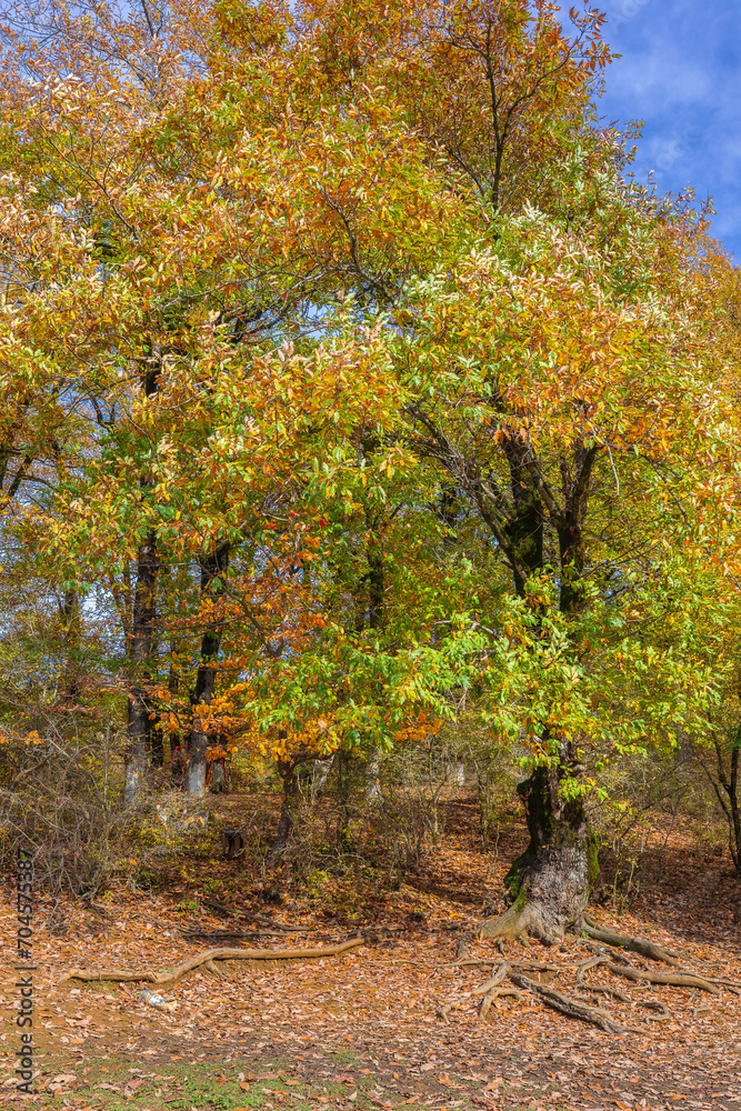 Autumn tree with roots from underground Autumn tree with roots from underground