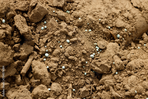 Fertilizer granules in the potato field before planting tubers. Germany