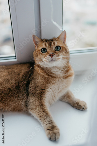 British golden chinchilla cat in the apartment