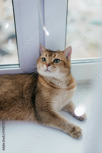 British golden chinchilla cat in the apartment